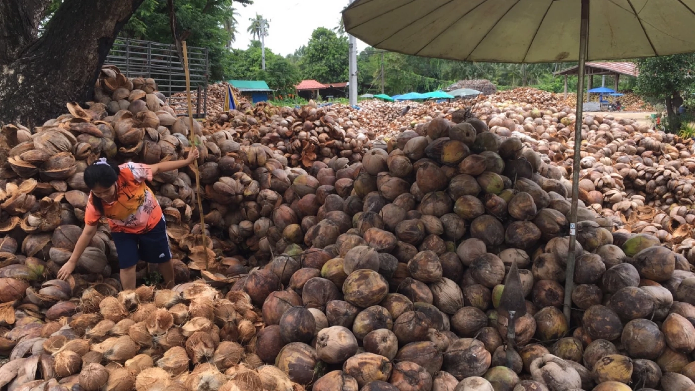 ชาวสวนโอด มะพร้าวทับสะแกราคาร่วง เหลือลูกละ 7 บาท คาดอีก 2 เดือน ผลผลิตขาดตลาด