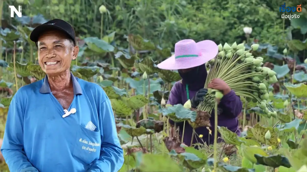 เกษตรกรนาบัวยิ้มได้  โควิด-19 คลี่คลาย กลับมามีรายได้อีกครั้ง