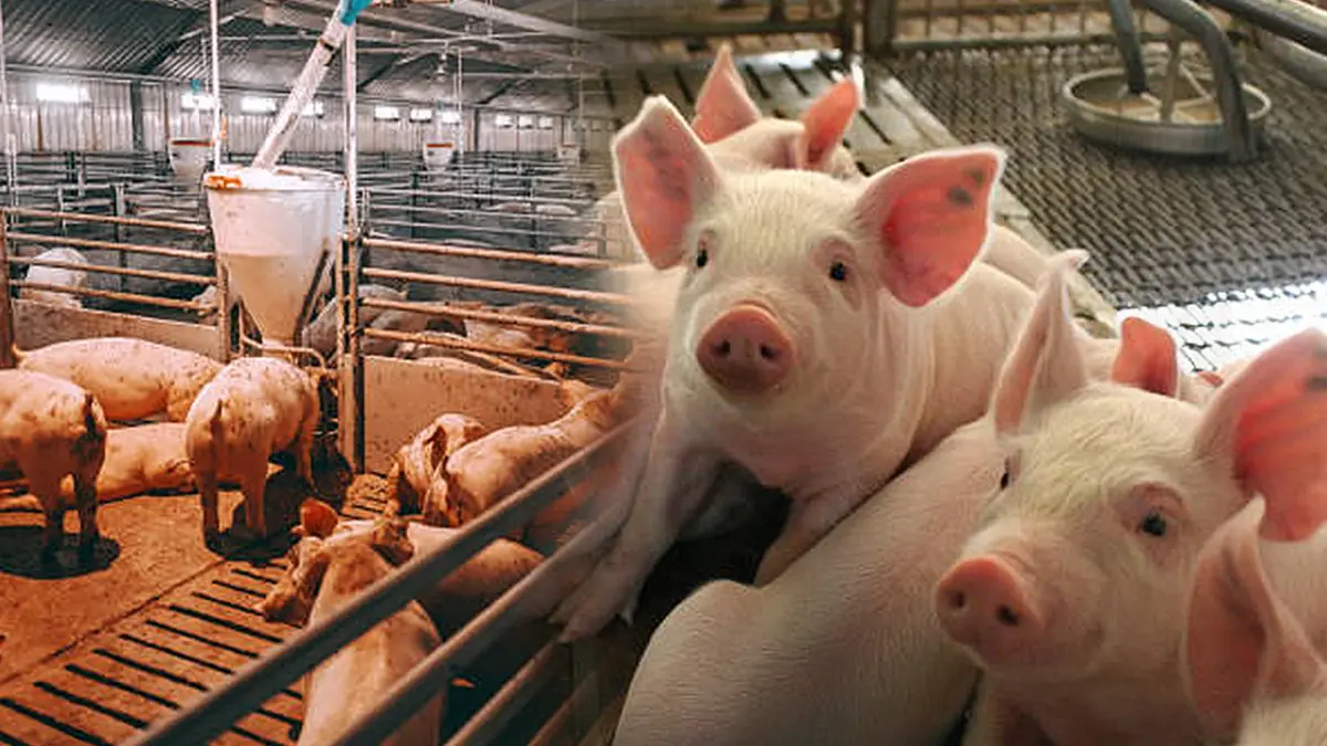 ผู้เลี้ยงหมูหนุนเกษตรฯจ่ายเงิน 'เยียวยา' 753 ล้าน ผู้เลี้ยงหมูหนุนเกษตรฯจ่ายเงิน 'เยียวยา' 753 ล้าน