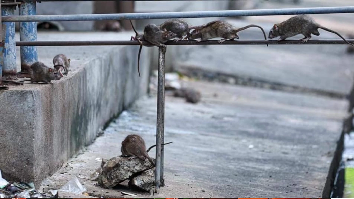 ไม่ง่าย 1 สัปดาห์จับหนูแฟลตดินแดงตั้ง 118 ตัว ชาวบ้านรับจัดการไม่ง่าย ไม่ง่าย 1 สัปดาห์จับหนูแฟลตดินแดงตั้ง 118 ตัว ชาวบ้านรับจัดการไม่ง่าย