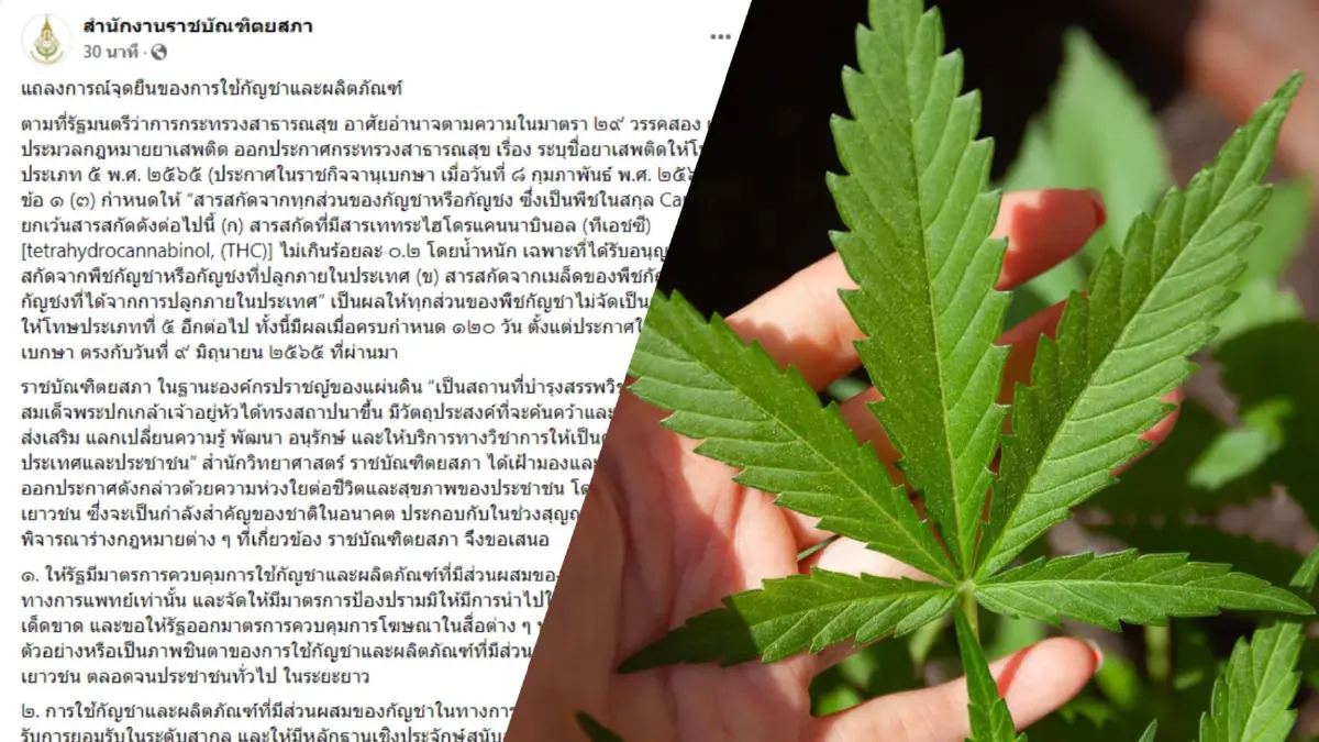 สำนักวิทย์ฯ ราชบัณฑิตยสภา ออกแถลงจุดยืนต้องใช้กัญชาเพื่อการแพทย์เท่านั้น