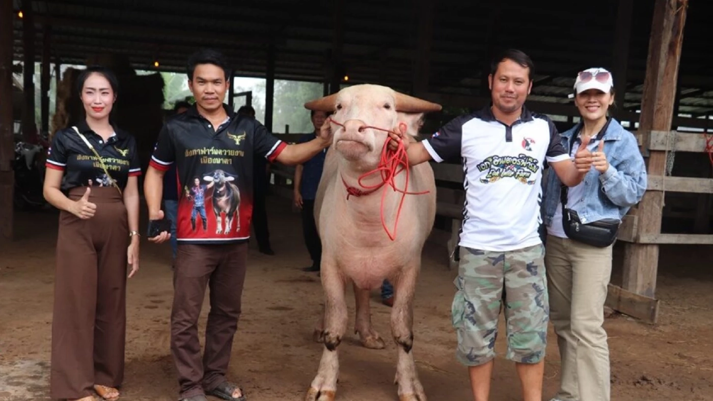 ฮือฮา! เสี่ยเจ้าของฟาร์มทุ่มทุนซื้อ "ควายงาม" 3 ตัว ราคาทะลุ 5.1 ล้านบาท