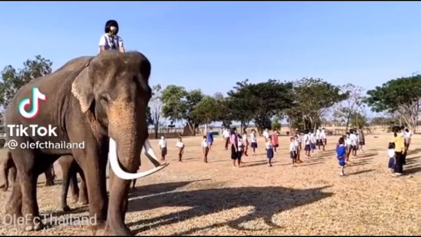 โซเชียลฮือฮา นักเรียนหญิง อายุ 11 ปี ขึ้นหลังช้างไปโรงเรียน โซเชียลฮือฮา นักเรียนหญิง อายุ 11 ปี ขึ้นหลังช้างไปโรงเรียน