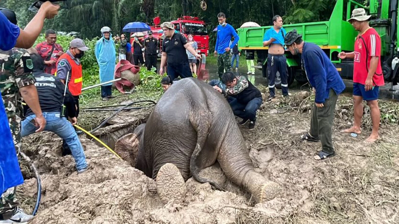 นาทีชีวิตช่วยแม่-ลูกช้างป่าตกท่อระบายน้ำรีสอร์ท นครนายก