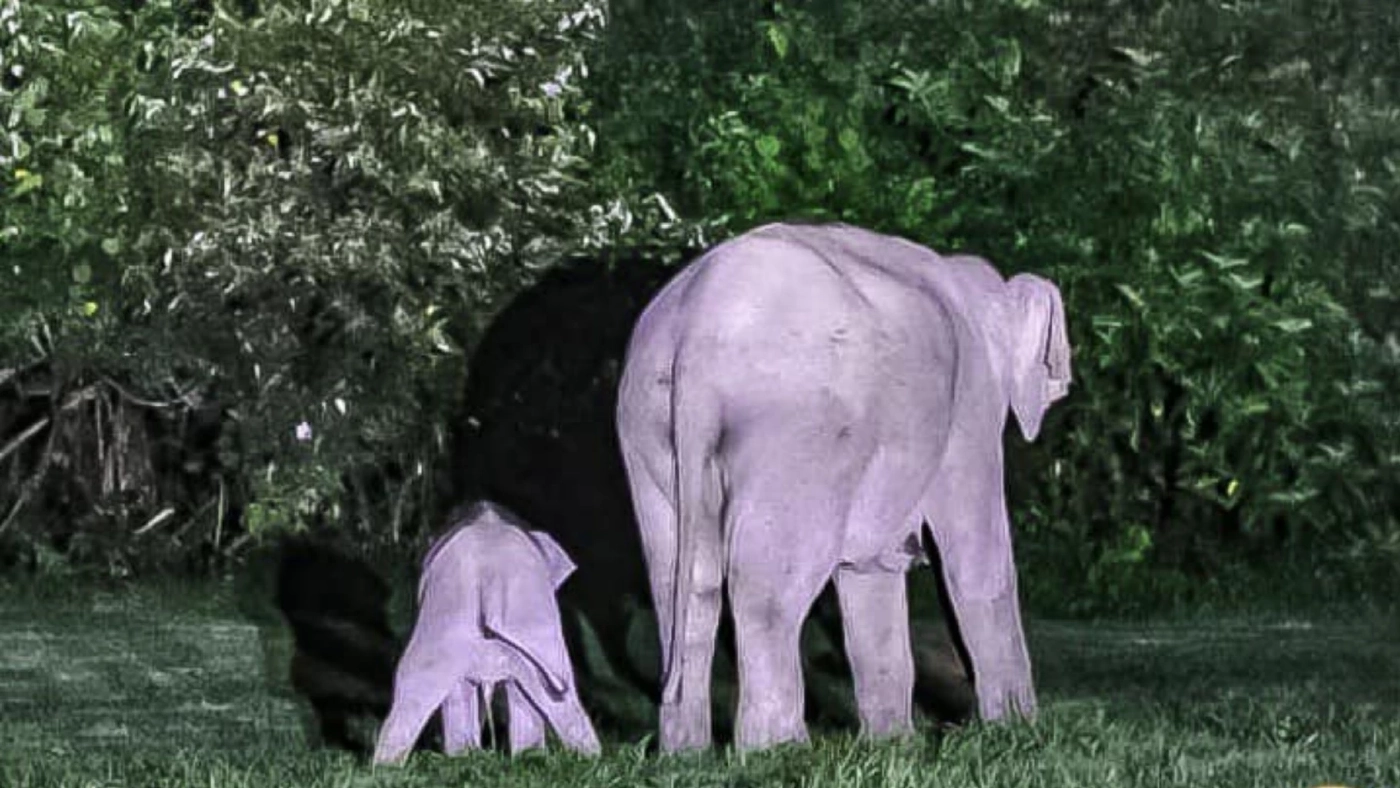 น่ารักปุยมุ้ย ช้างแม่ลูกหันก้นโชว์แฟนคลับ หลังถูกช่วยรอดจากตกท่อรีสอร์ต