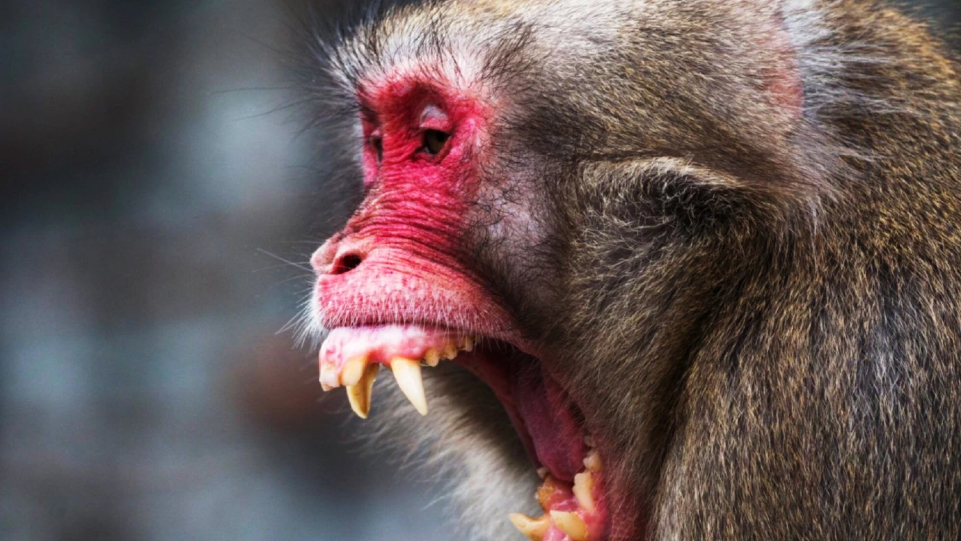 ลิงบุกทำร้ายคนที่ญี่ปุ่น ผู้ใหญ่-เด็กเจ็บ 42 ลิงบุกทำร้ายคนที่ญี่ปุ่น ผู้ใหญ่-เด็กเจ็บ 42