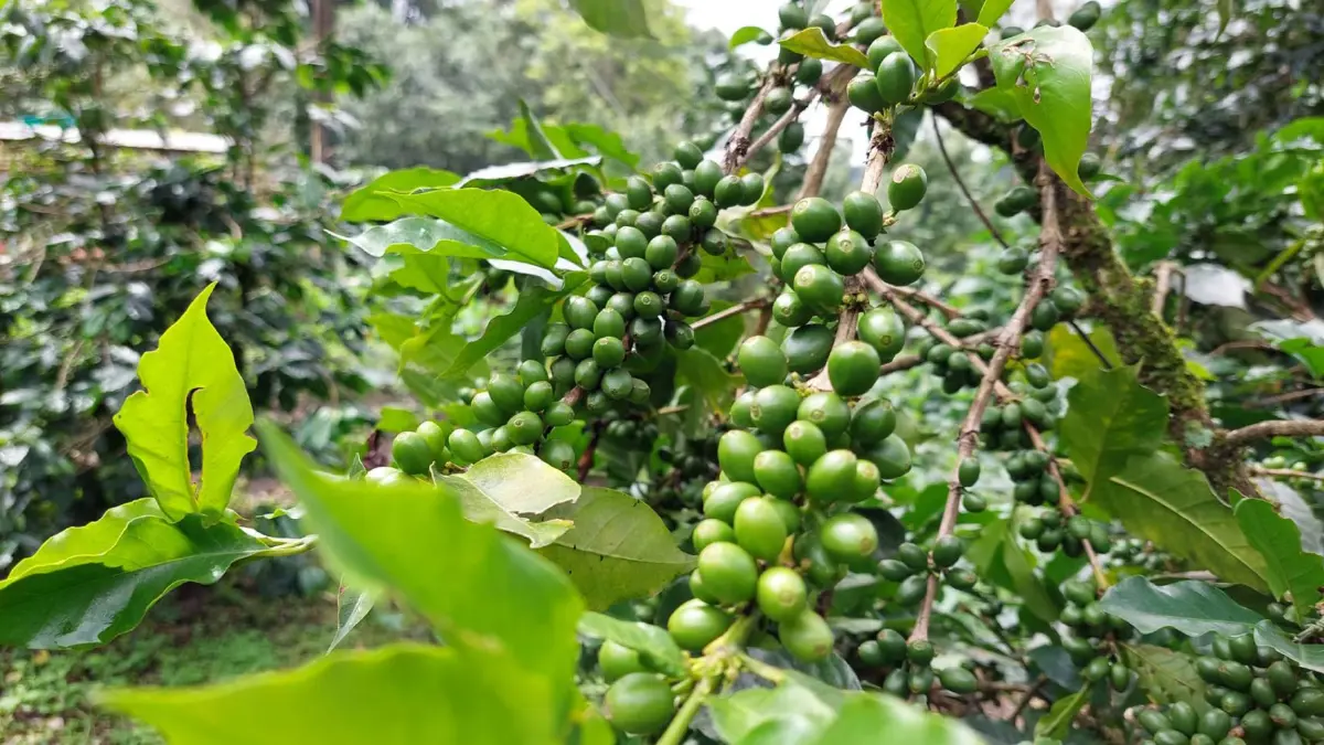 เตรียมยกระดับกาแฟ“เทพเสด็จ”โกอินเตอร์