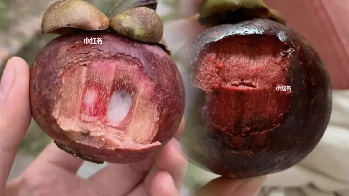 กินไปได้ไง ! ชาวเน็ตจีนโวย “มังคุด” ทั้งแพงทั้งขม กินไปได้ไง ! ชาวเน็ตจีนโวย “มังคุด” ทั้งแพงทั้งขม