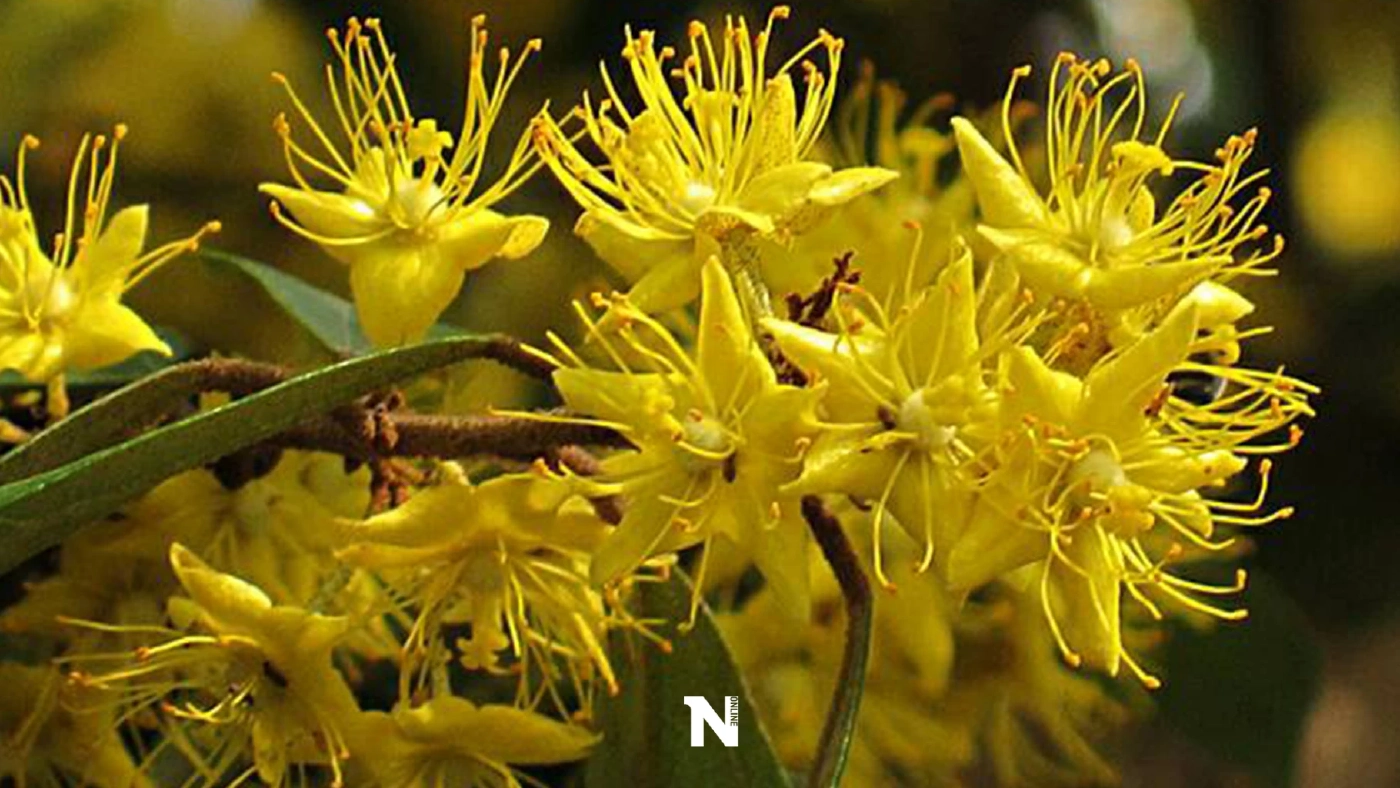 ทำความรู้จัก "ต้นรวงผึ้ง" ต้นไม้ประจำพระองค์ ในหลวงรัชกาลที่ 10