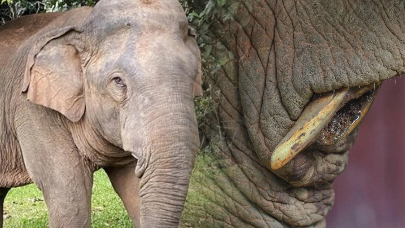 “พลายงาเดี่ยว” ปวดฟันออกมาขอความช่วยเหลือ  สภาพผอมลง งา 2 ข้างหลุดหาย