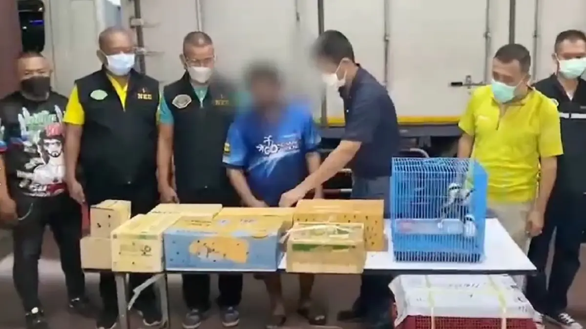 ผิดซ้ำซาก ! รวบคนขับรถบรรทุก รับจ๊อบส่ง “นกกรงหัวจุก” 600 ตัว จ่อลงใต้