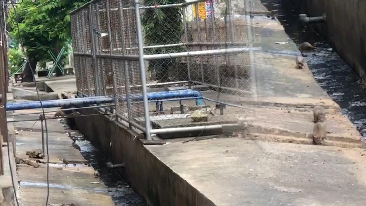 ทนไม่ไหวแล้ว ชาวแฟลตดินแดง ร้องผู้ว่าฯ เคหะ ช่วยแก้ปัญหากองทัพหนูบุก