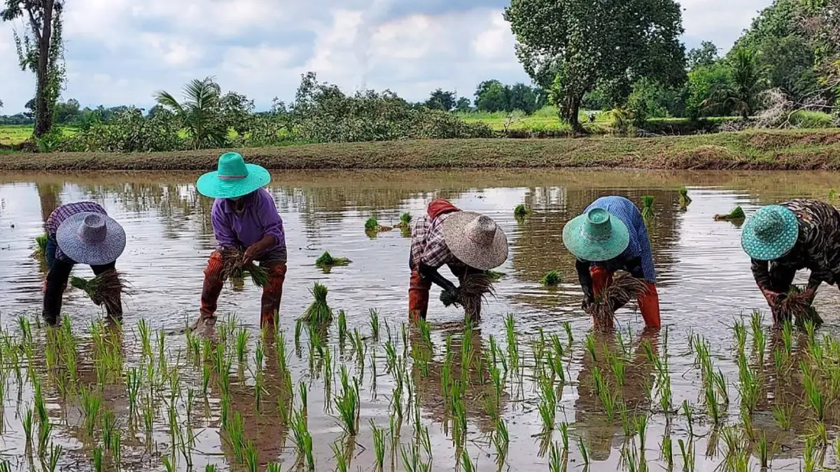 กรมข้าวฯแจงงบ 1.5 หมื่นล้านกระจายศูนย์ข้าว รับไฟเขียว จาก รมช.ประภัตร