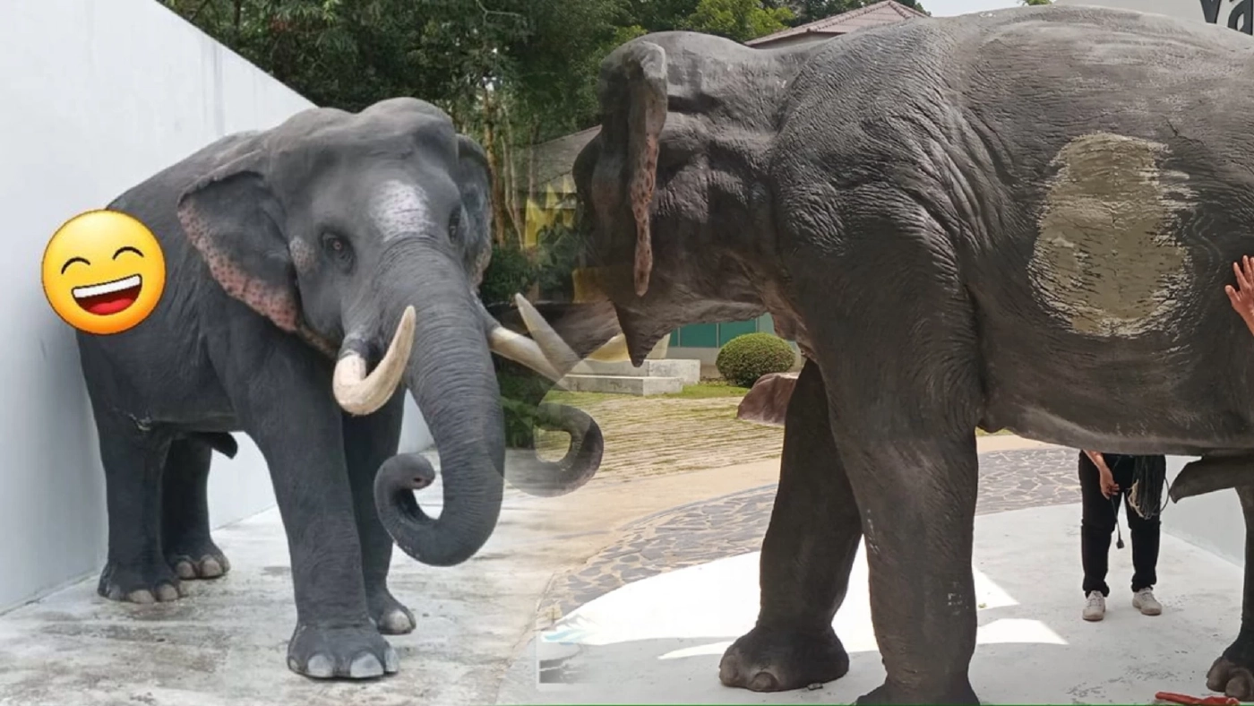 ล้มกี่ครั้งก็คัมแบ็ก พลายนิ่ง กลับมาประจำการแลนด์มาร์กอุทยานเขาใหญ่