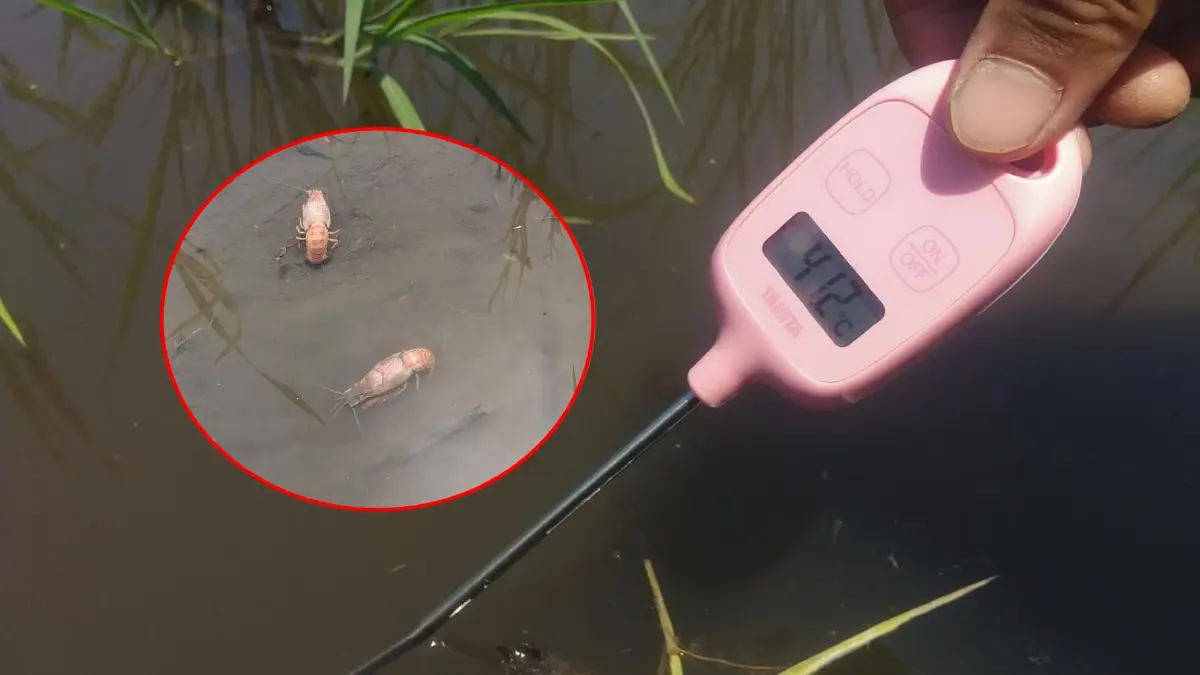โซเชียลแชร์ภาพ "ญี่ปุ่น" อุณหภูมิร้อนจัด "กุ้งถูกต้ม" คล้ายสุกกลางทุ่งนา โซเชียลแชร์ภาพ "ญี่ปุ่น" อุณหภูมิร้อนจัด "กุ้งถูกต้ม" คล้ายสุกกลางทุ่งนา