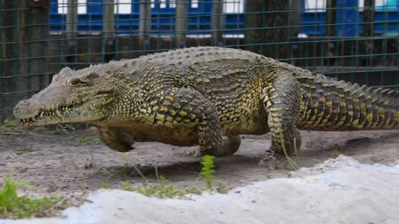 ขนลุก! จระเข้คิวบาควบไล่มนุษย์ที่ฟลอริดา ขนลุก! จระเข้คิวบาควบไล่มนุษย์ที่ฟลอริดา