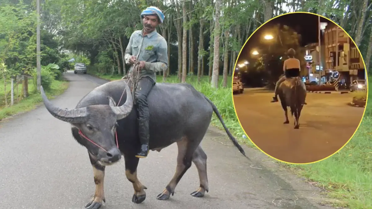 ฮือฮา! หนุ่มใหญ่ “ขี่ควาย” กลางถนนเมืองตรัง