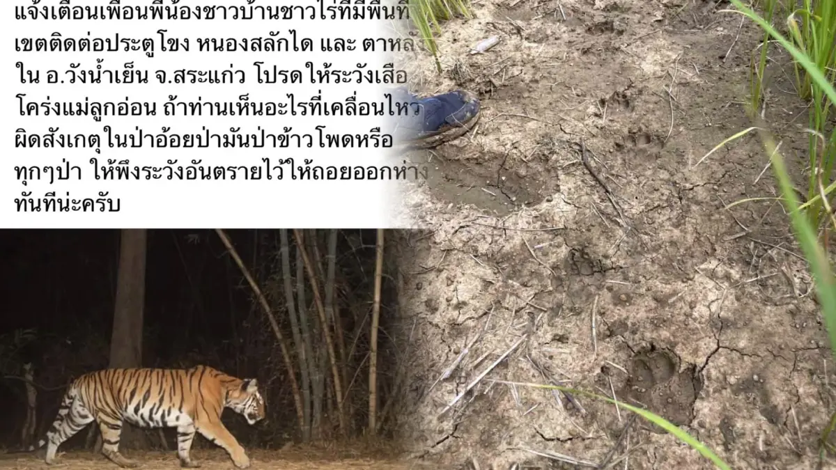 ชาวบ้านวังน้ำเย็นผวาหนัก โพสต์เตือนระวังเสือโคร่งแม่ลูกอ่อนในพื้นที่