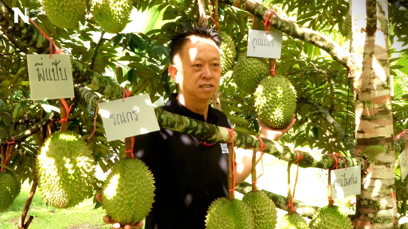 “ทุเรียนน้ำแร่” ที่แรกในเมืองไทย ต้องจองกันข้ามปี