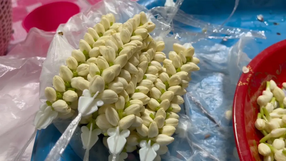 ชาวสวนยิ้มราคาดอกมะลิพุ่ง กก.ละ 1,200 บาท ลูกค้าซื้อเตรียมร้อยมาลัยวันแม่