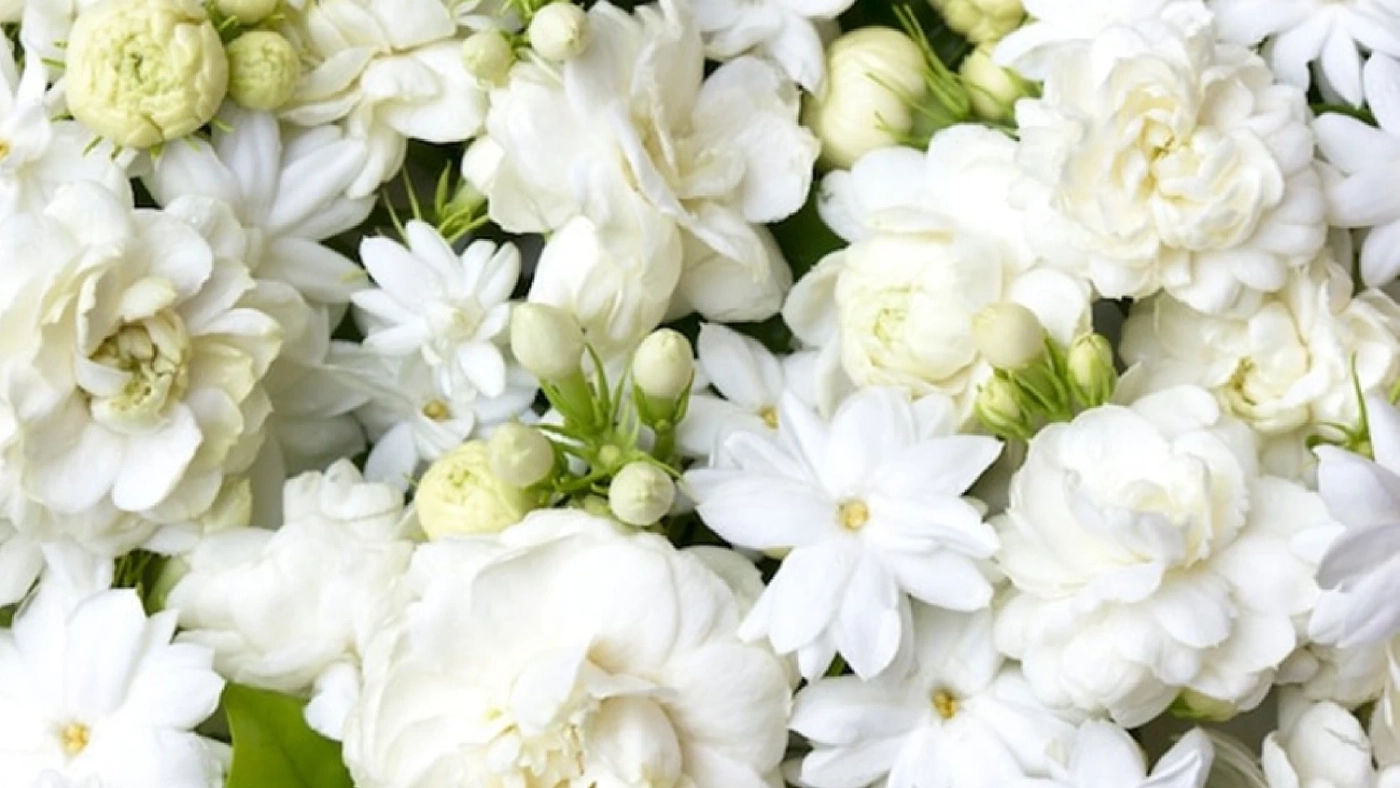 เปิดความหมาย “ดอกมะลิ” เหตุใดจึงใช้เป็นสัญลักษณ์ “วันแม่แห่งชาติ”