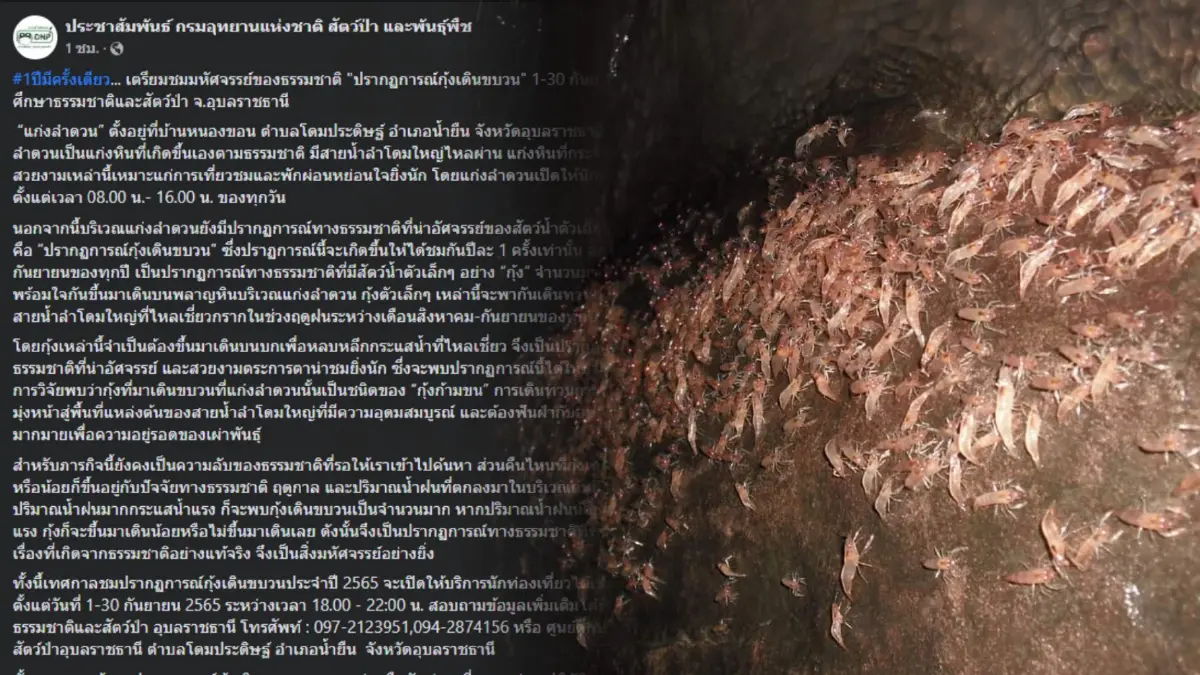 กรมอุทยานฯ ชวนชม "ปรากฏการณ์กุ้งเดินขบวน" แก่งลำดวน ที่เกิดขึ้นปีละครั้ง กรมอุทยานฯ ชวนชม "ปรากฏการณ์กุ้งเดินขบวน" แก่งลำดวน ที่เกิดขึ้นปีละครั้ง