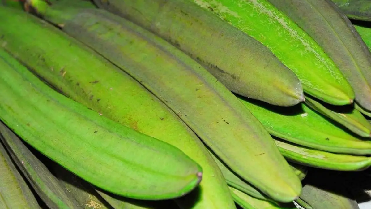 เกษตรกรปลูก 'ผักขี้กา' สร้างรายได้เสริมครึ่งแสน! เกษตรกรปลูก 'ผักขี้กา' สร้างรายได้เสริมครึ่งแสน!