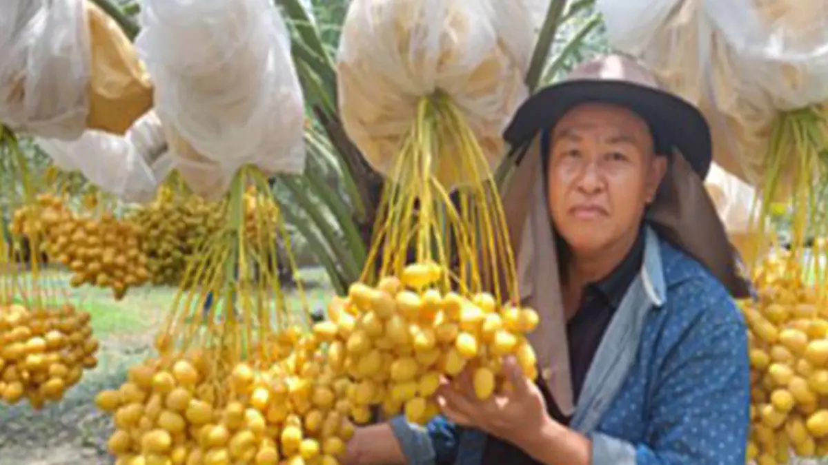 'อินทผาลัม' ปลอดสารพิษ ทำเงิน 300,000 บาท!