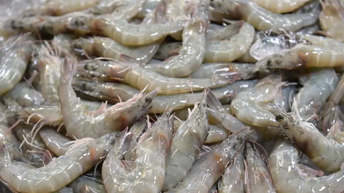 เกษตรกรหวั่นนำเข้า 'กุ้ง' กระทบกลไกตลาด เกษตรกรหวั่นนำเข้า 'กุ้ง' กระทบกลไกตลาด