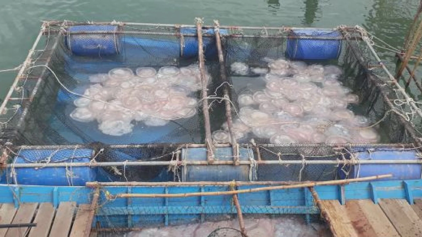 ชาวประมงแห่ตัก 'แมงกะพรุน' ขายรายได้ดี 4,000/วัน