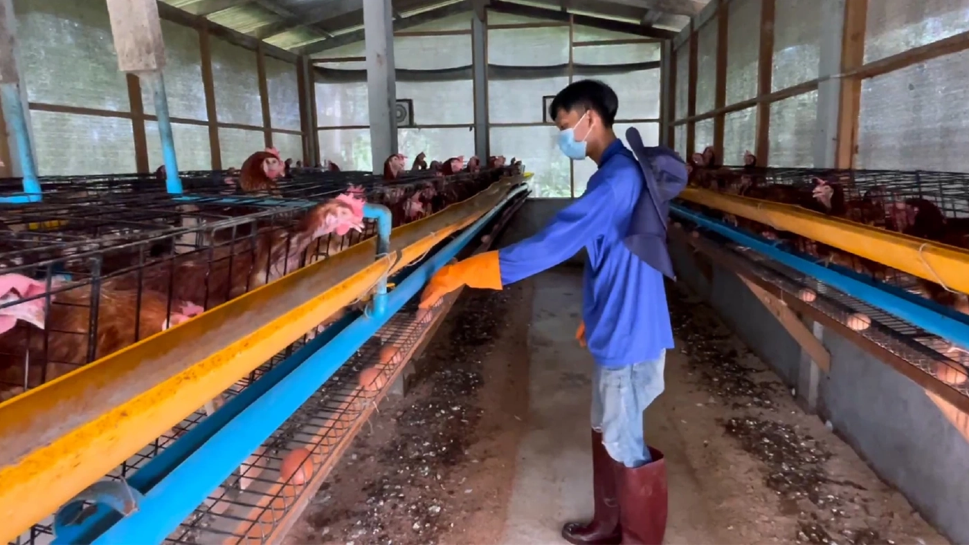 เงินเดือนไม่พอกิน หนุ่มผันตัวเปิดฟาร์มเลี้ยงสัตว์รายได้หลักแสน เงินเดือนไม่พอกิน หนุ่มผันตัวเปิดฟาร์มเลี้ยงสัตว์รายได้หลักแสน