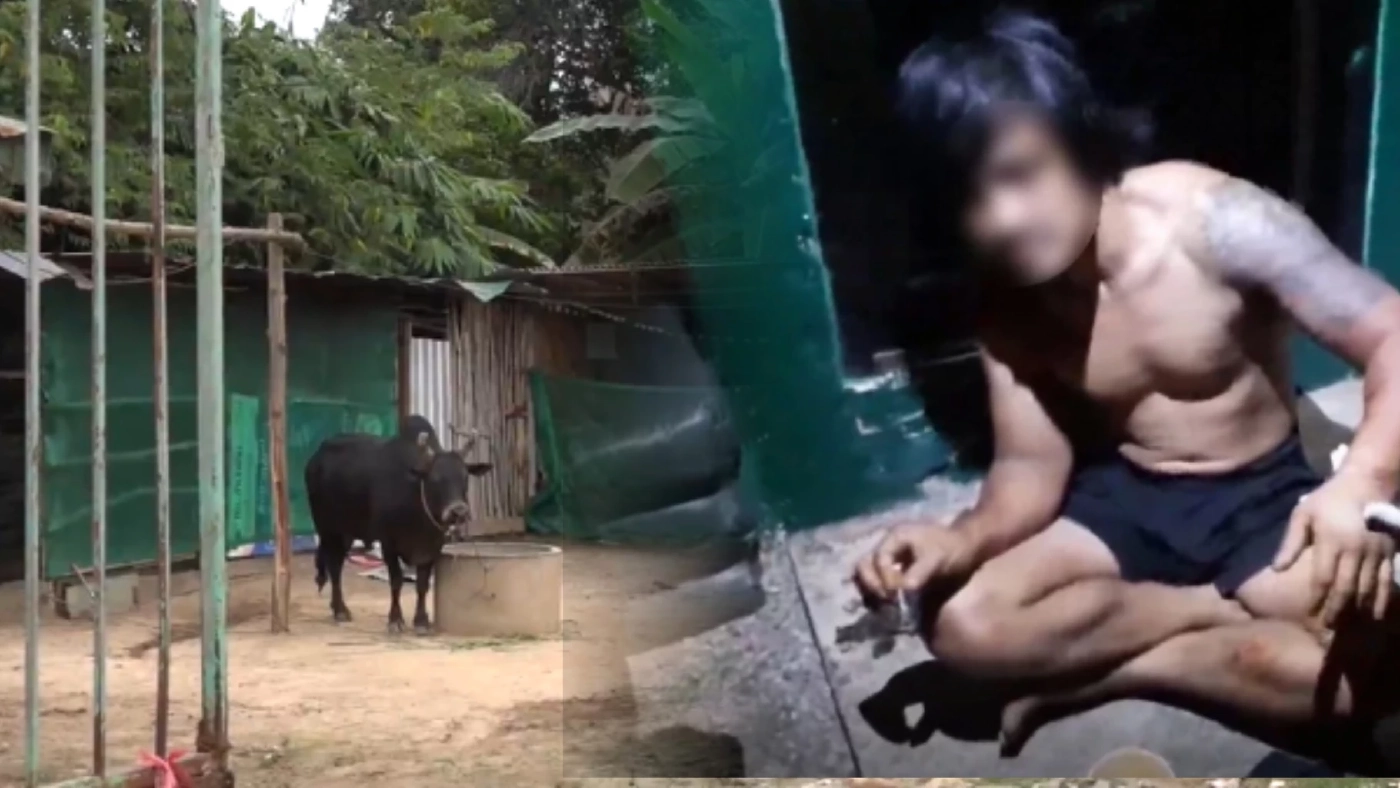 ตร.บุกค้นคอกวัวชน คลี่ปมจับเด็กเลี้ยงวัวขังล่ามโซ่ เจอคนลงมือก่อเหตุ