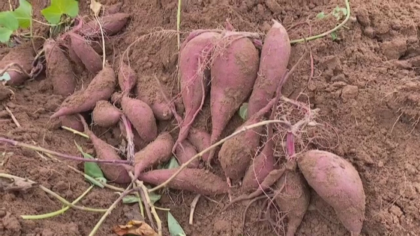 'มันม่วง' ราคาแรงไม่หยุด 200 บาท/กิโลกรัม!