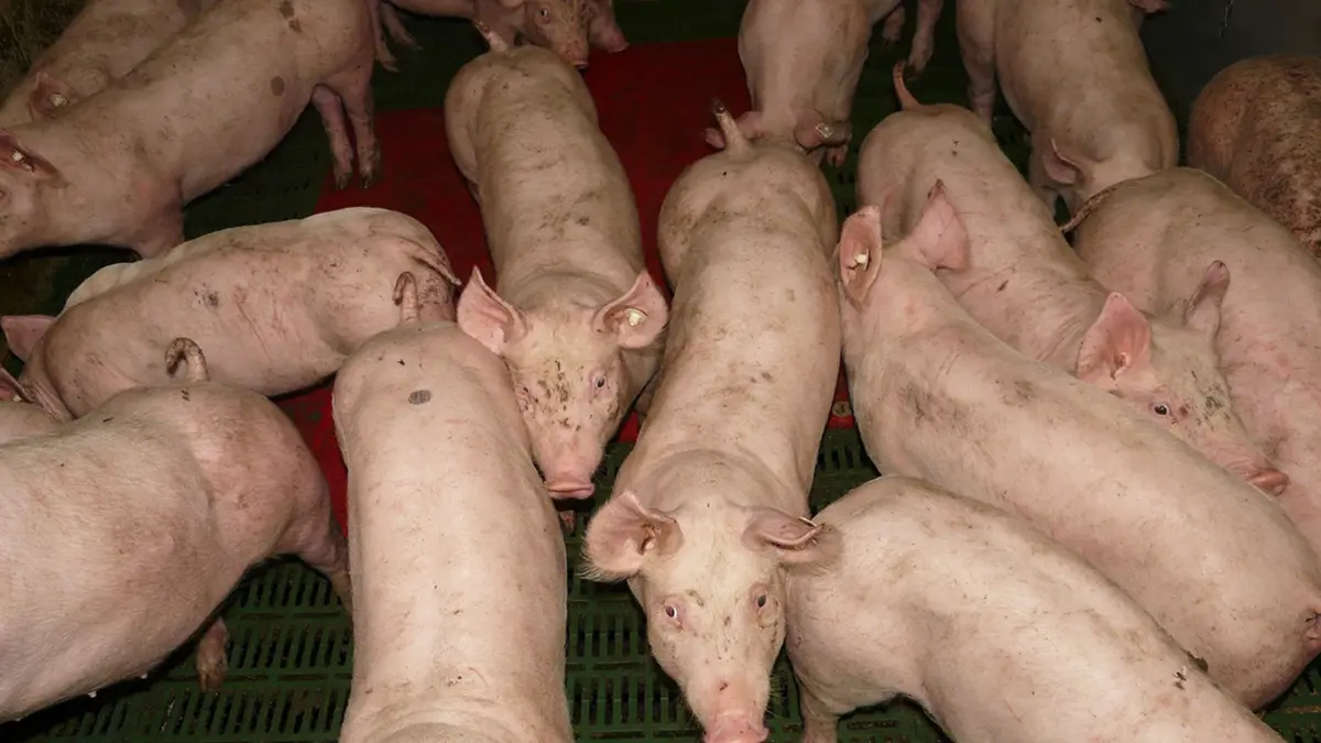 ผู้เลี้ยงสุกรจี้รัฐบาลสกัดนักลอบนำเข้า 'หมูเถื่อน'