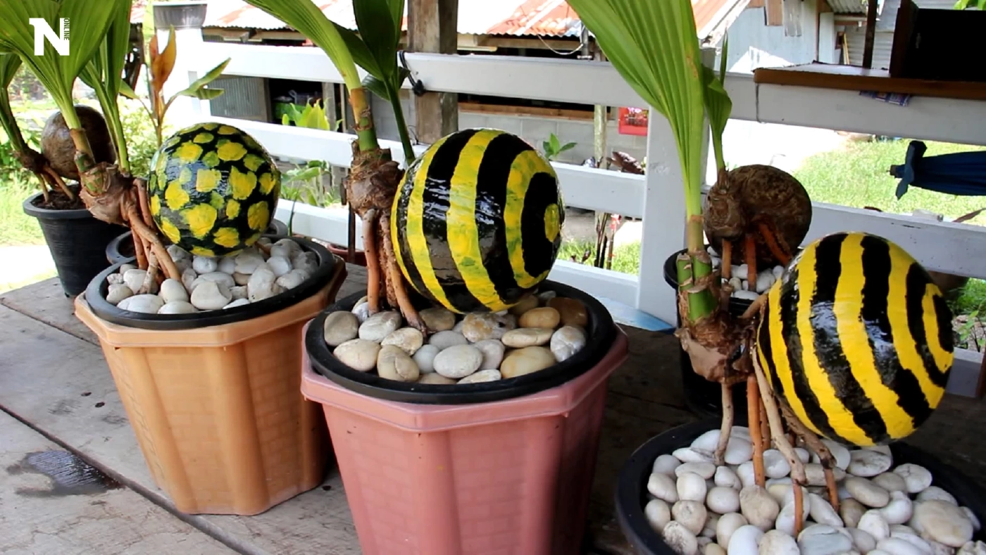 ต้นทุนหลักสิบ ! ลุงไอเดียดี ปลูก “มะพร้าวบอนไซ” รูปแมลงขาย