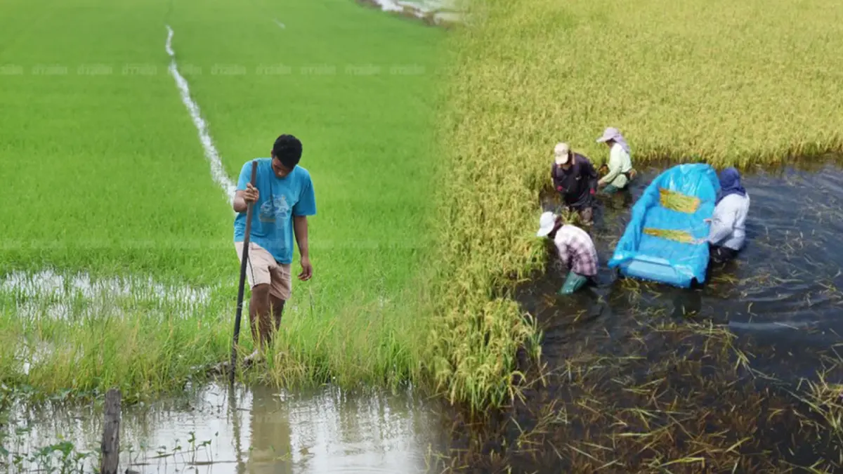 ชัยภูมิน้ำป่าจากเทือกเขา 'อ่วม' นาข้าวจมน้ำนับพันไร่