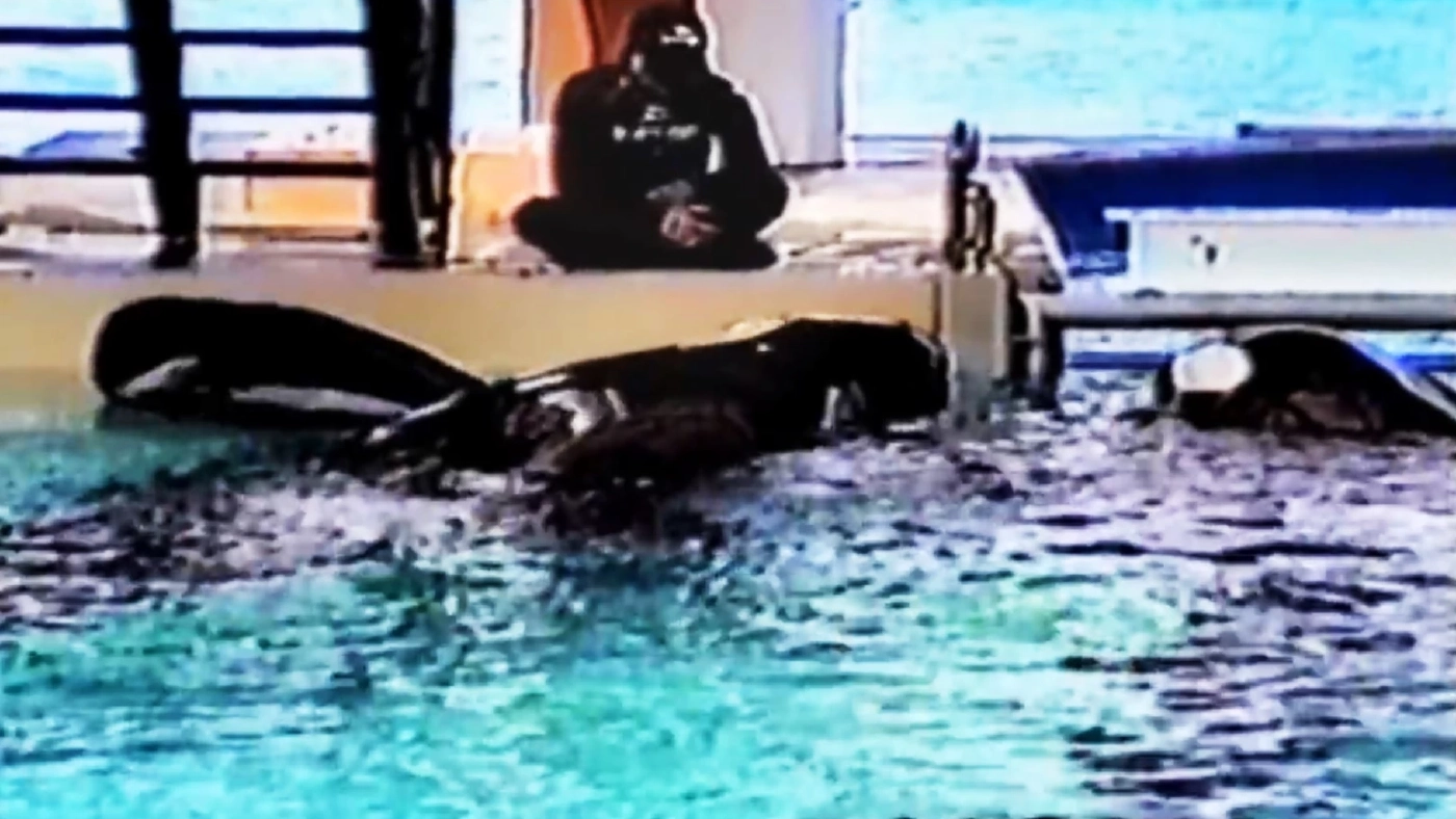 ครูฝึกวาฬออร์การ้องขอชีวิตต่อหน้าคนดู