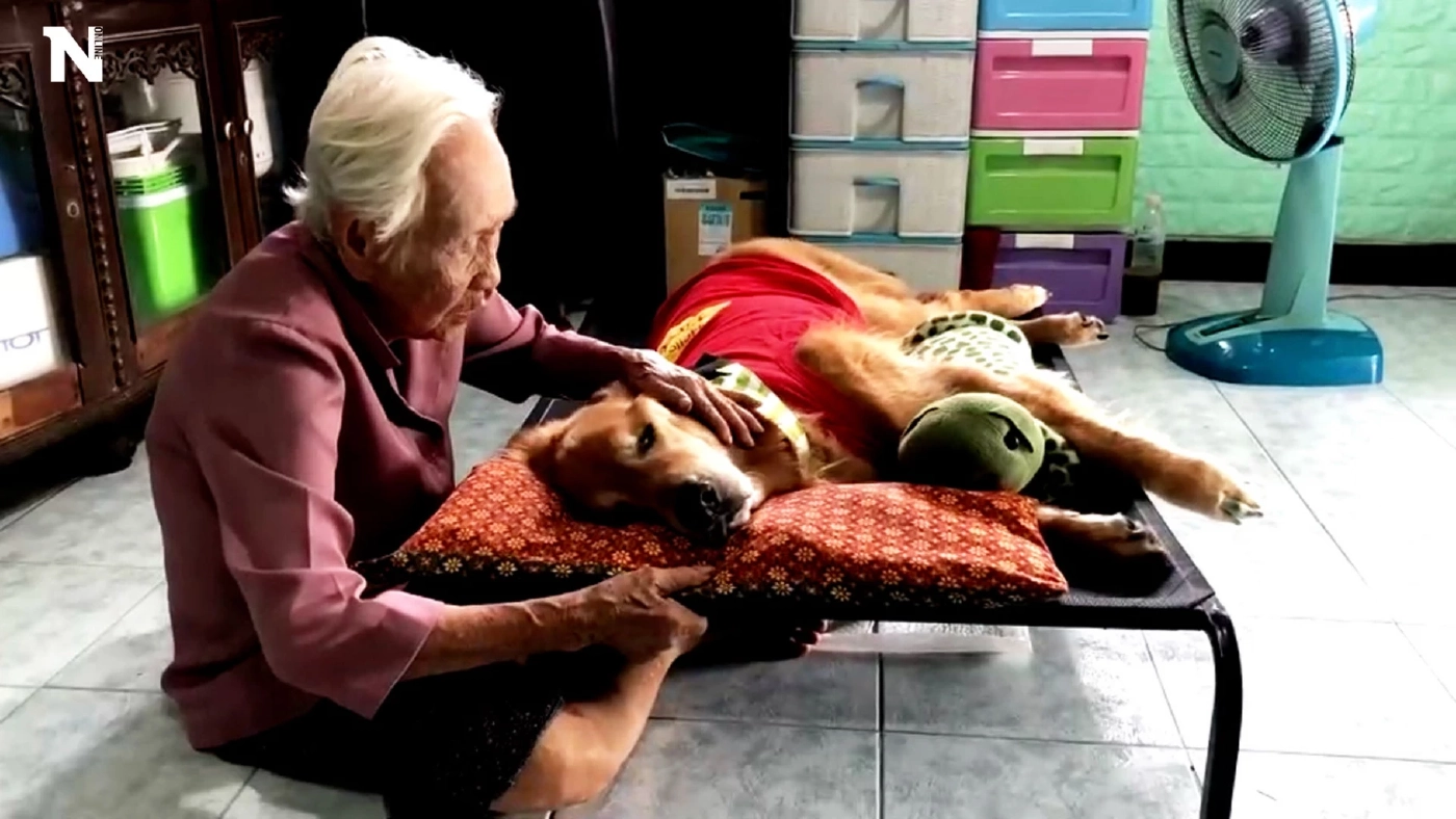 อาลัย “ลีโอ” ไอ้หนูของยาย  หมาป่วยมะเร็งยื้อไม่ไหว