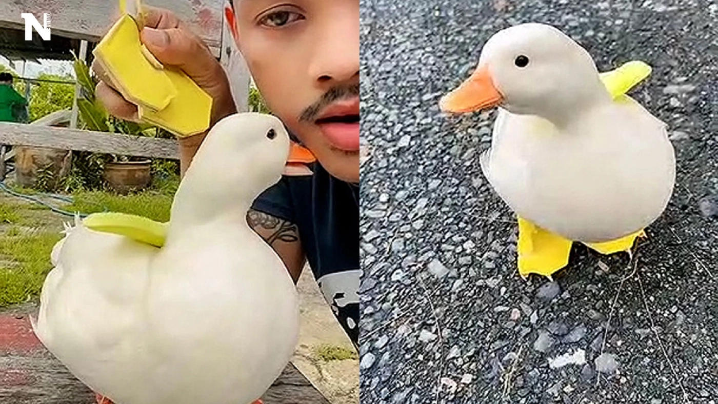 “เจ้าเบื๊อก” เป็ดน้อยน่ารัก ! ขวัญใจชาวโซเชียล