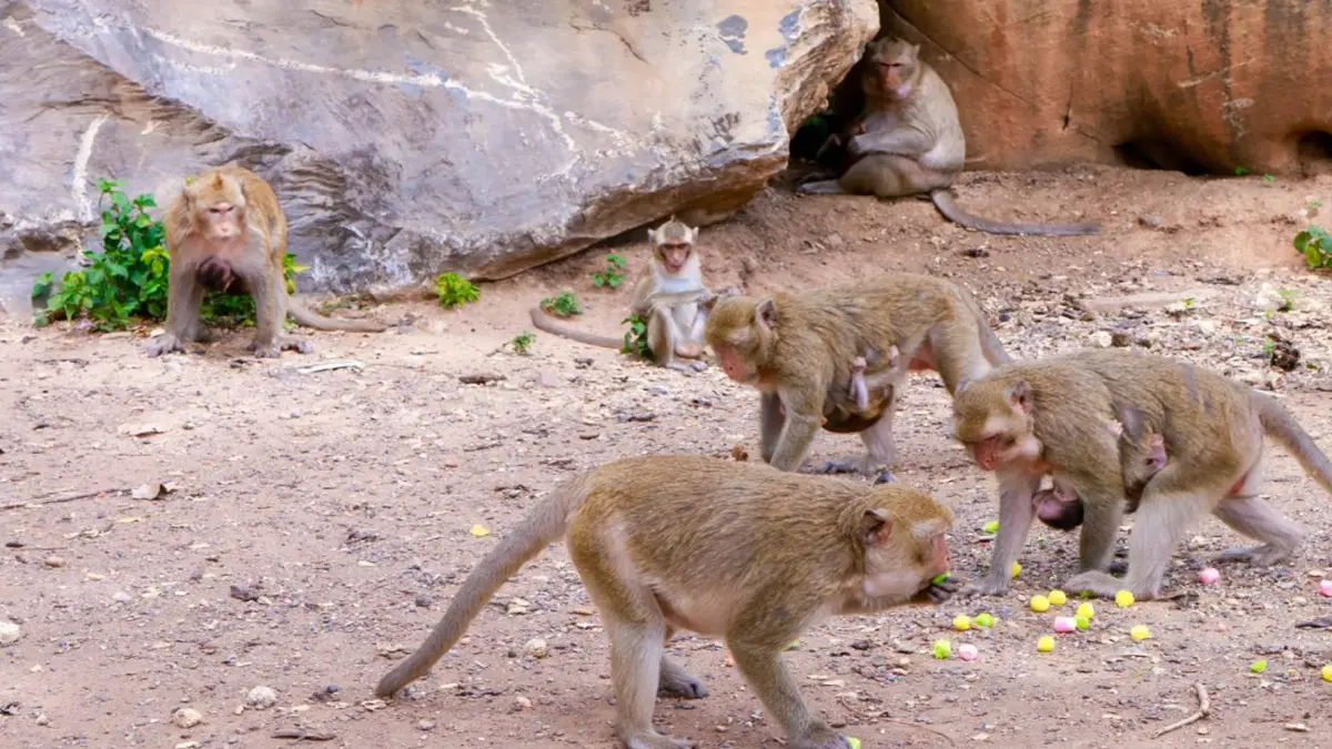 ภูเก็ตมั่นใจ 'ฝีดาษลิง' ไม่กระทบการท่องเที่ยว ภูเก็ตมั่นใจ 'ฝีดาษลิง' ไม่กระทบการท่องเที่ยว