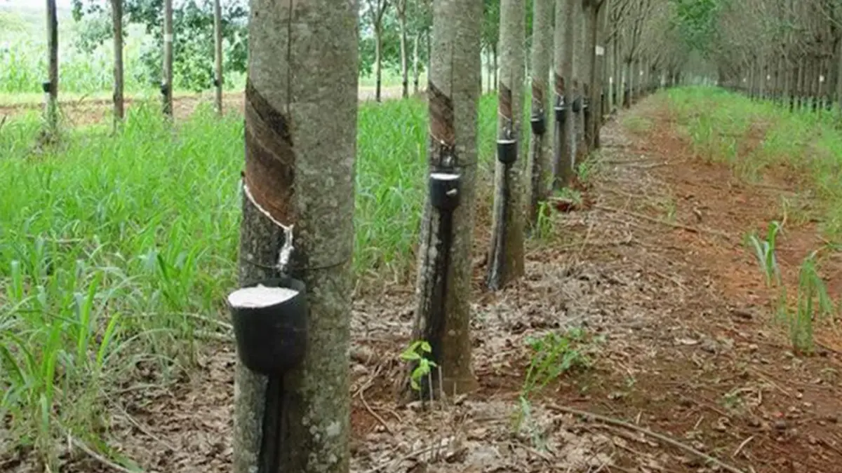 ชาวสวนยางปรับต้นทุนผลิตสู้ 'ปุ๋ยแพง-ราคาร่วง' ชาวสวนยางปรับต้นทุนผลิตสู้ 'ปุ๋ยแพง-ราคาร่วง'