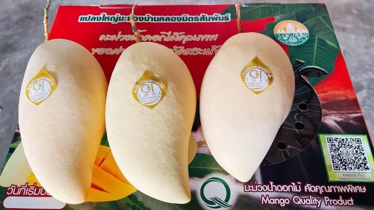 เกษตรสระแก้ว ดึงเทคนิคประยุกต์ "แอร์บลัส" ยกศักยภาพ "มะม่วงน้ำดอกไม้" เกษตรสระแก้ว ดึงเทคนิคประยุกต์ "แอร์บลัส" ยกศักยภาพ "มะม่วงน้ำดอกไม้"