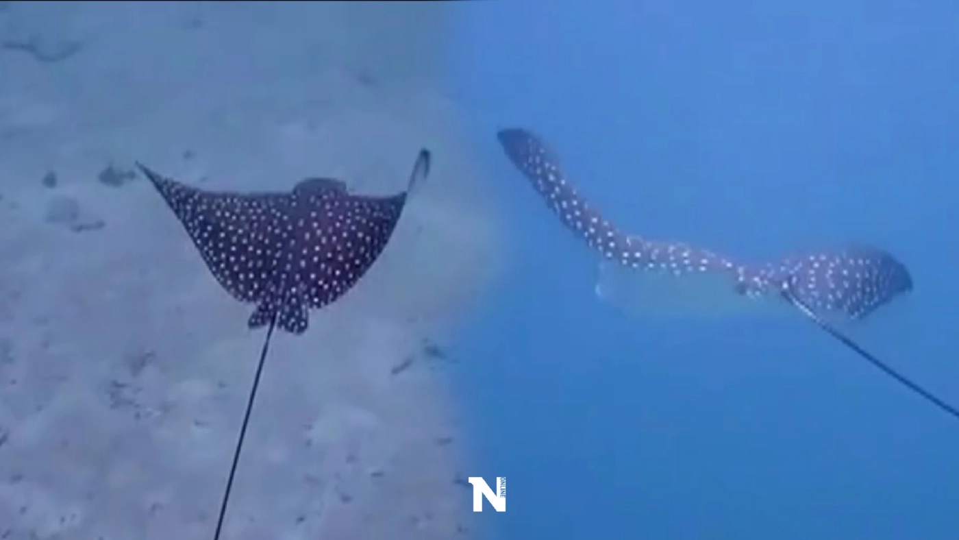 ฮือฮา เปิดภาพ"กระเบนนก"ขนาดใหญ่ สัตว์ทะเลหาดูยาก ปรากฎตัวเกาะพีพี (มีคลิป) ฮือฮา เปิดภาพ"กระเบนนก"ขนาดใหญ่ สัตว์ทะเลหาดูยาก ปรากฎตัวเกาะพีพี (มีคลิป)