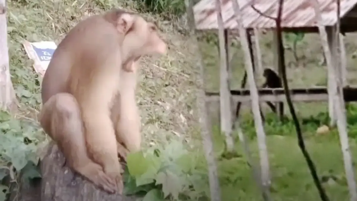 จัด 3 ทีมล่า "ลิงอันธพาล" ดักทำร้ายเด็กและสตรีเจ็บนับ 10 ล่าสุดยังไม่ได้ตัว จัด 3 ทีมล่า "ลิงอันธพาล" ดักทำร้ายเด็กและสตรีเจ็บนับ 10 ล่าสุดยังไม่ได้ตัว