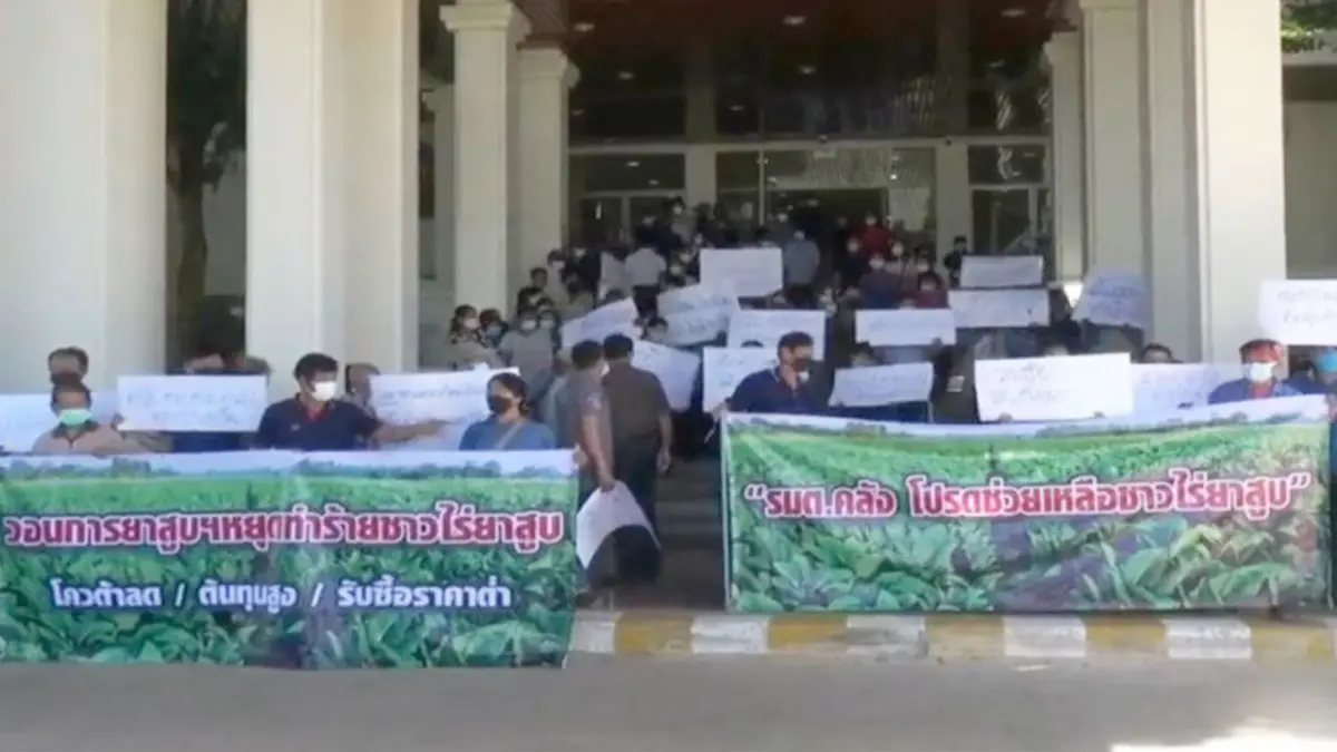 ไร่ยาสูบต้นทุนพุ่งเป็น 2 เท่า วอนภาครัฐเร่งช่วย ไร่ยาสูบต้นทุนพุ่งเป็น 2 เท่า วอนภาครัฐเร่งช่วย