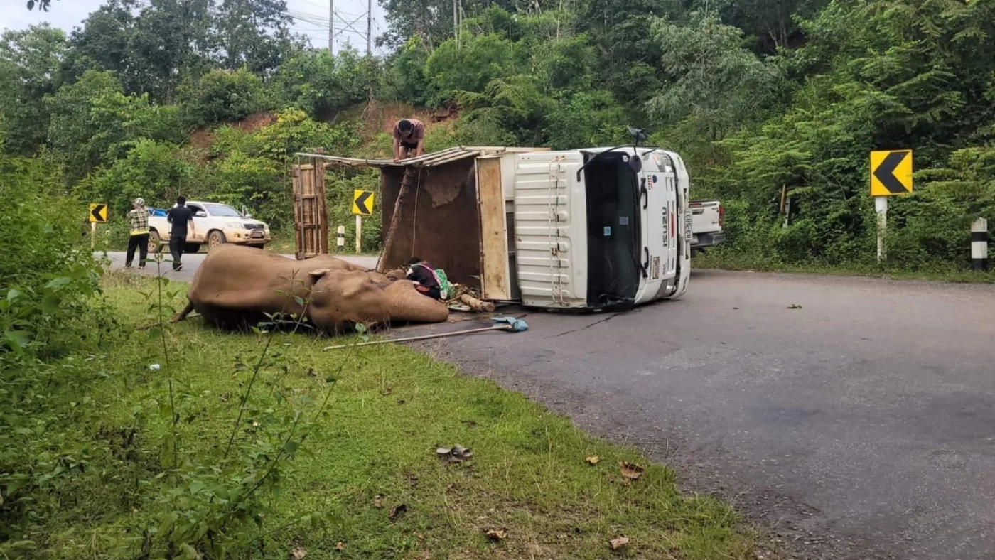 หวิดเศร้า รถขนช้างพลิกคว่ำที่แม่แจ่ม ช้างหมดสติไปพักใหญ่ โชคดีที่ฟื้น