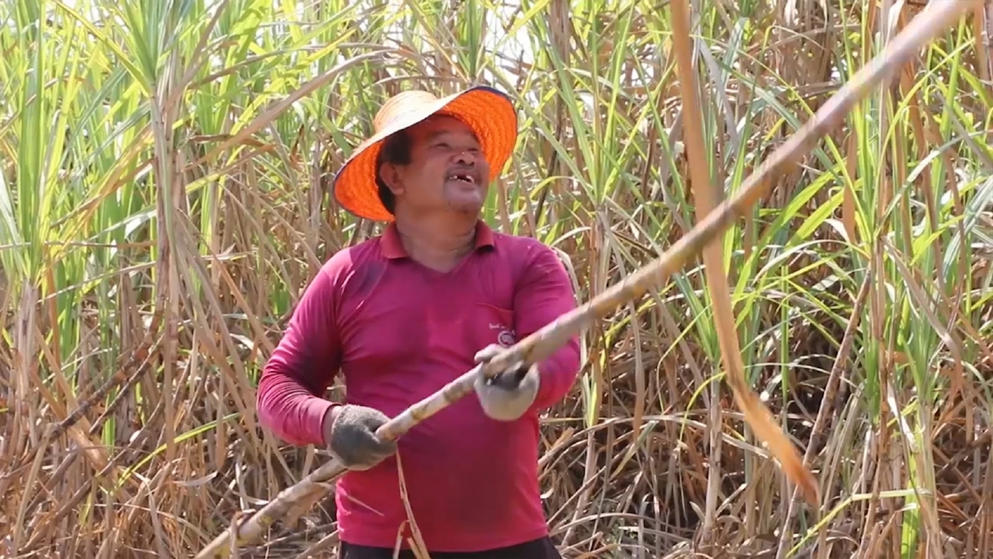 ชาวไร่อ้อยเดือดทวงเงินช่วยเหลือตัดสดพร้อมลุยทำเนียบหากไม่มีข้อสรุป