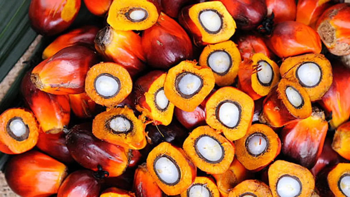 ชาวสวนปาล์มสะอื้น! ราคาดิ่งเหลือ 5 บาท/กิโลกรัม ชาวสวนปาล์มสะอื้น! ราคาดิ่งเหลือ 5 บาท/กิโลกรัม