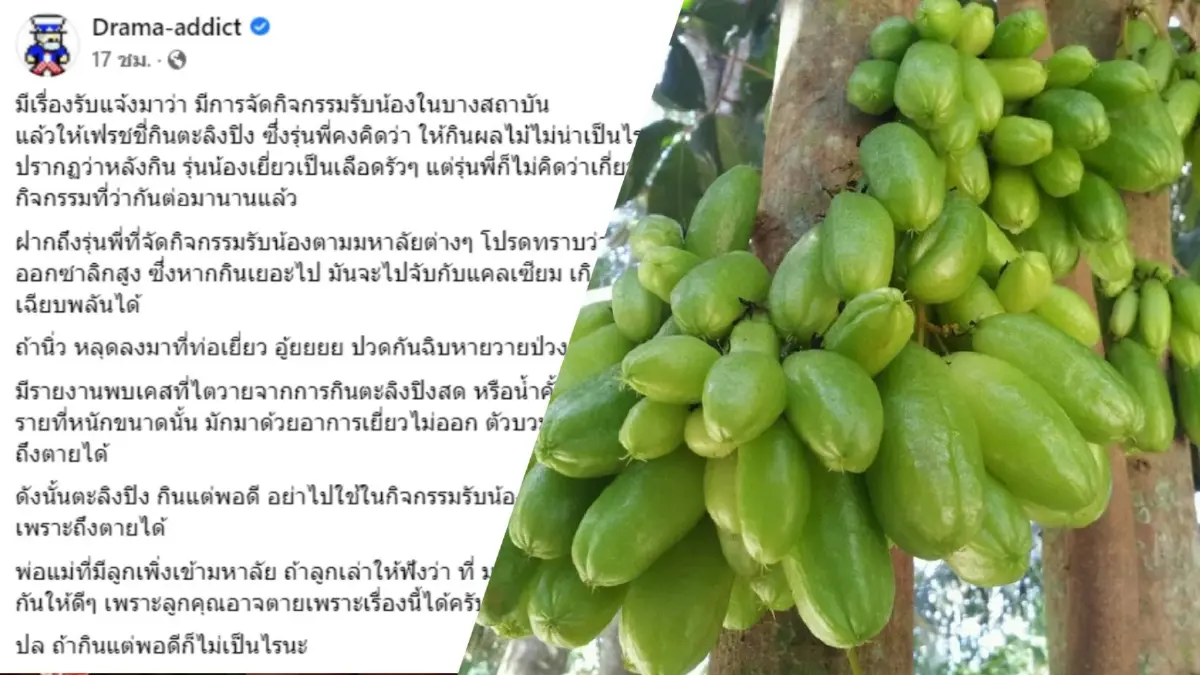 เพจดังเตือนรุ่นพี่อย่ารับน้องบังคับกิน "ตะลิงปลิง" ชี้กินเยอะถึงตาย เพจดังเตือนรุ่นพี่อย่ารับน้องบังคับกิน "ตะลิงปลิง" ชี้กินเยอะถึงตาย