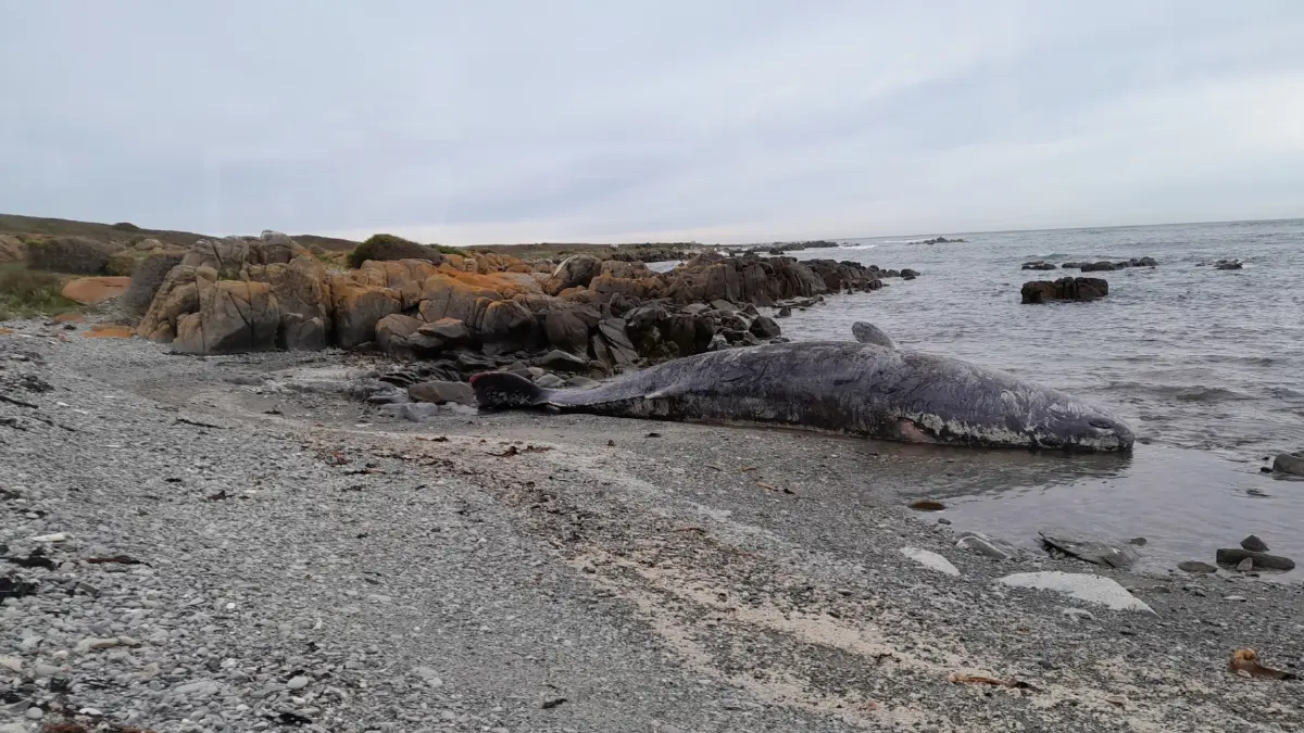 วาฬหัวทุย 14 ตัวเกยตื้นตายในออสเตรเลีย